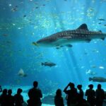 Male_whale_shark_at_Georgia_Aquarium