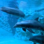 How Long is the Dolphin Show at Georgia Aquarium?