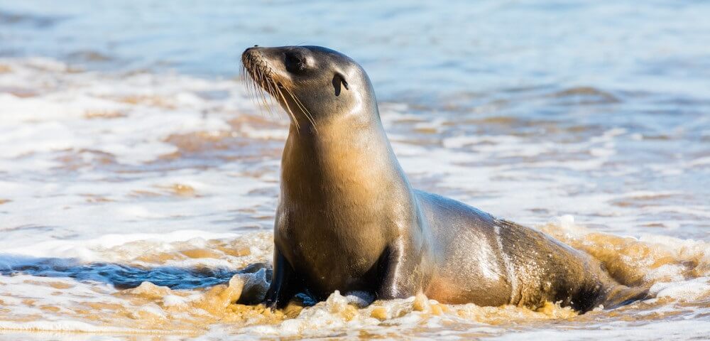 sea lion