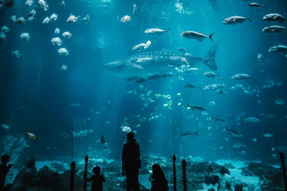 sharks in aquarium