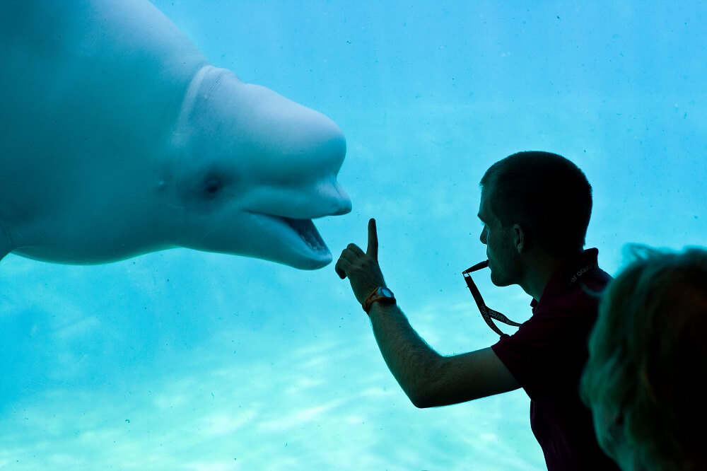 volunteer trained dolphin