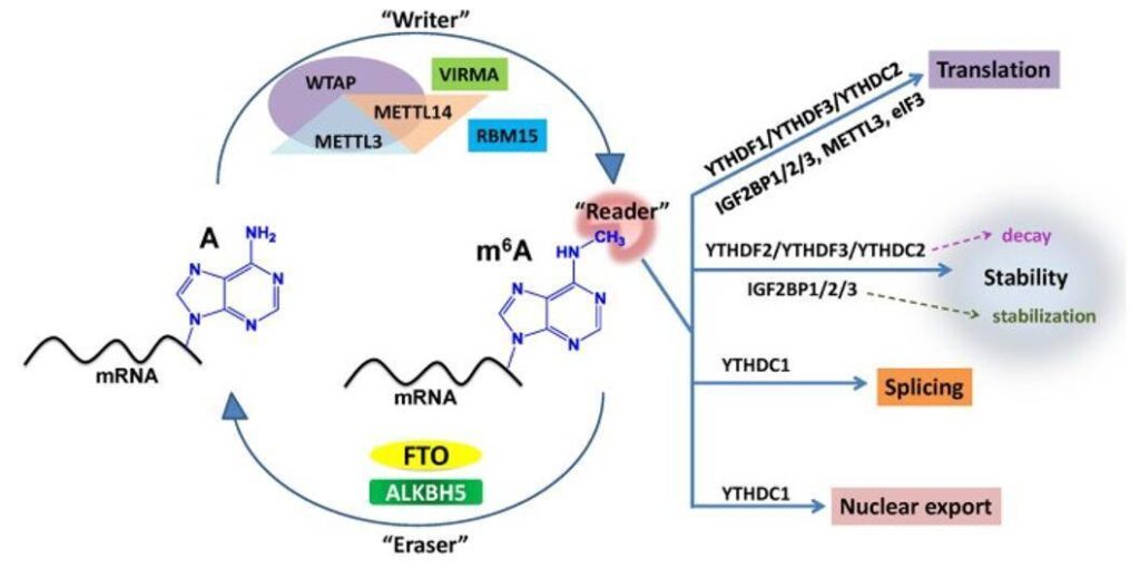 N6-methyladenosine