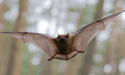 bat removal near me