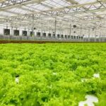 GCC Hydroponics Market Analysis And Growth Forecast 2024-2032