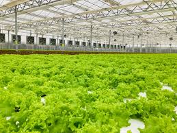 GCC Hydroponics Market Analysis And Growth Forecast 2024-2032