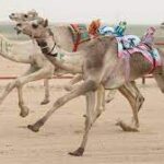 Camel Racing