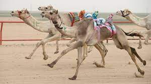 Camel Racing