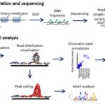 chip-seq-analysis