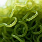 wild harvested sea moss