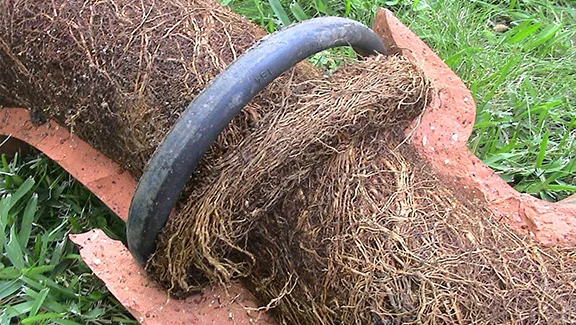 tree root ingress Walton on Thames