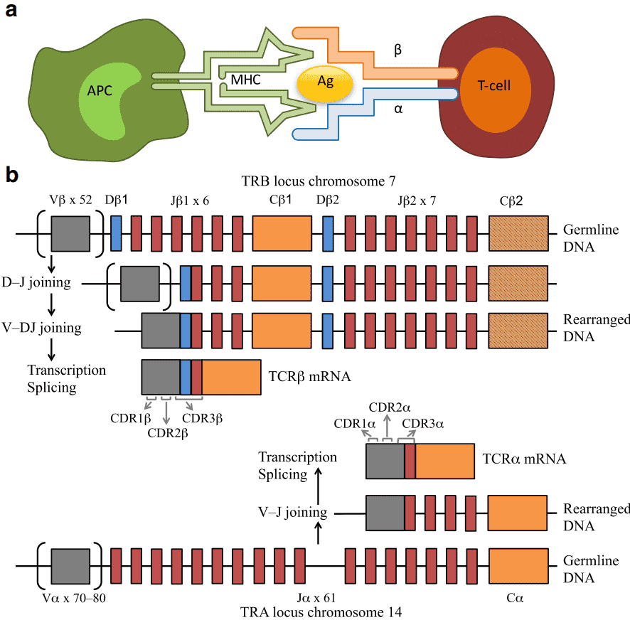 Overview-of-Strategies-for-TCR-profiling-based-on-next-generation-sequencing-1